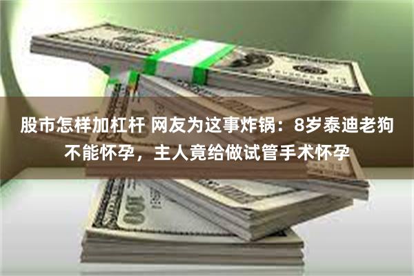 股市怎样加杠杆 网友为这事炸锅：8岁泰迪老狗不能怀孕，主人竟给做试管手术怀孕